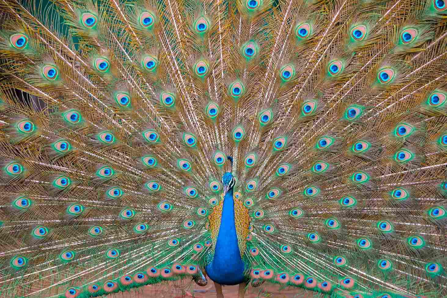 Parul University vibrant campus life at PU photo 1